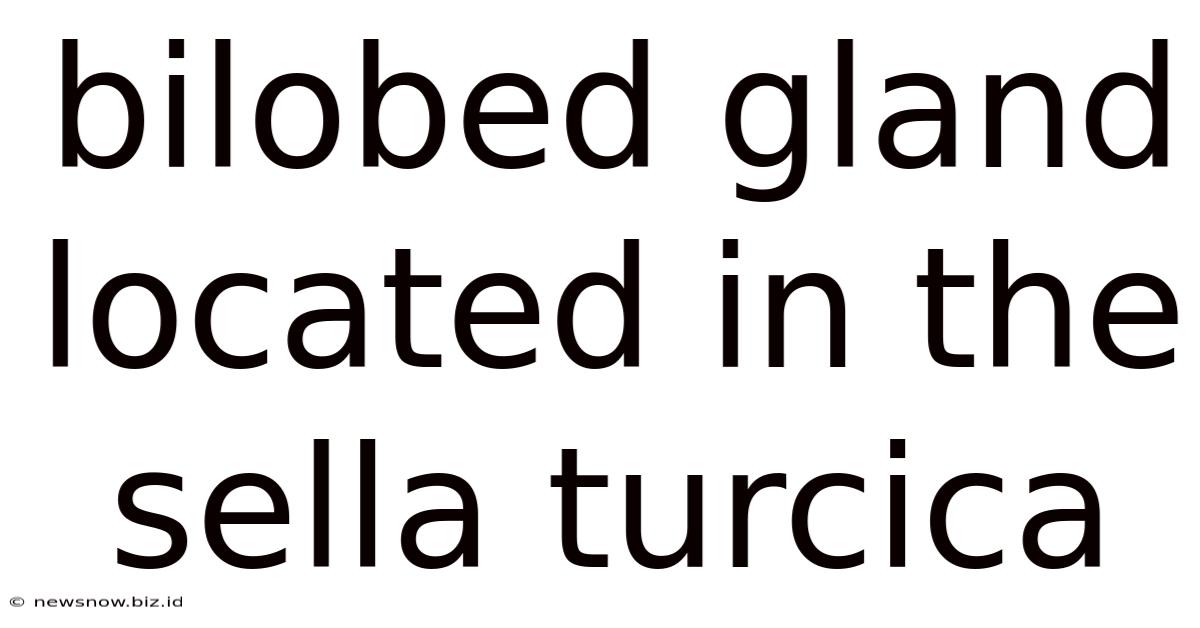 Bilobed Gland Located In The Sella Turcica