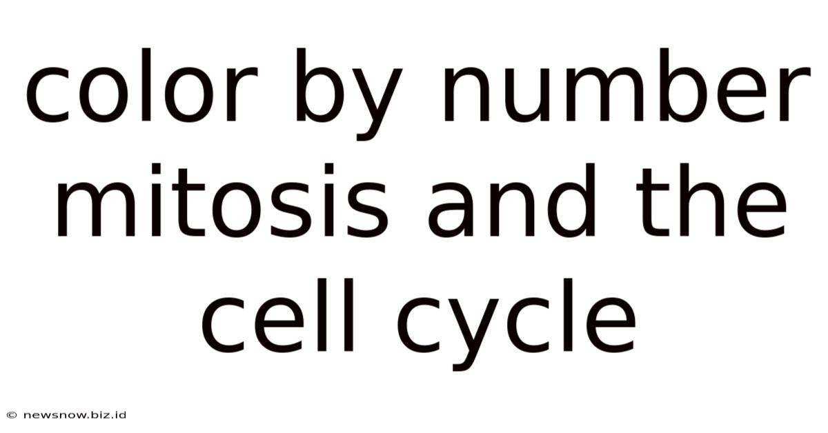 Color By Number Mitosis And The Cell Cycle