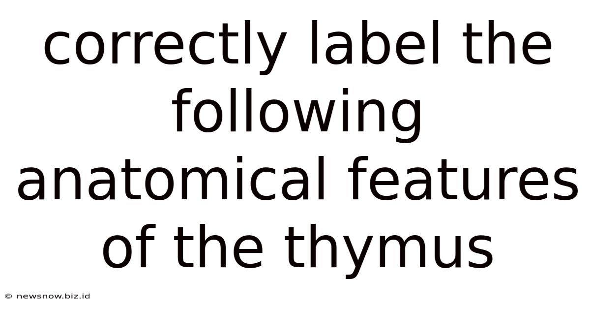 Correctly Label The Following Anatomical Features Of The Thymus