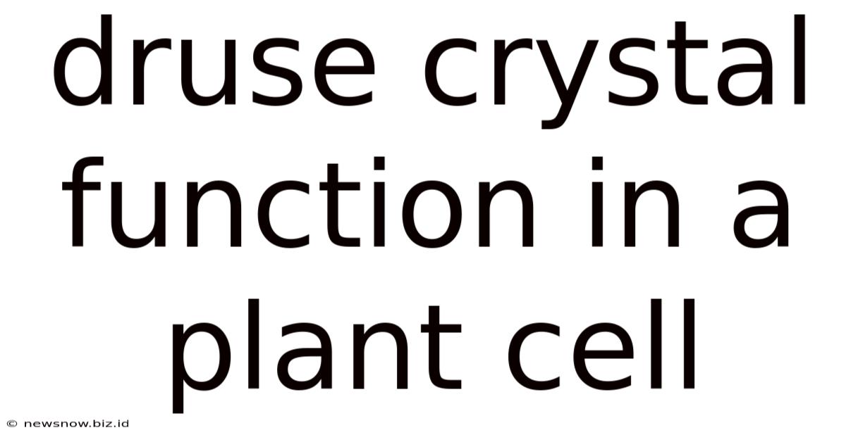 Druse Crystal Function In A Plant Cell