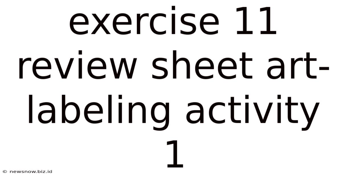 Exercise 11 Review Sheet Art-labeling Activity 1