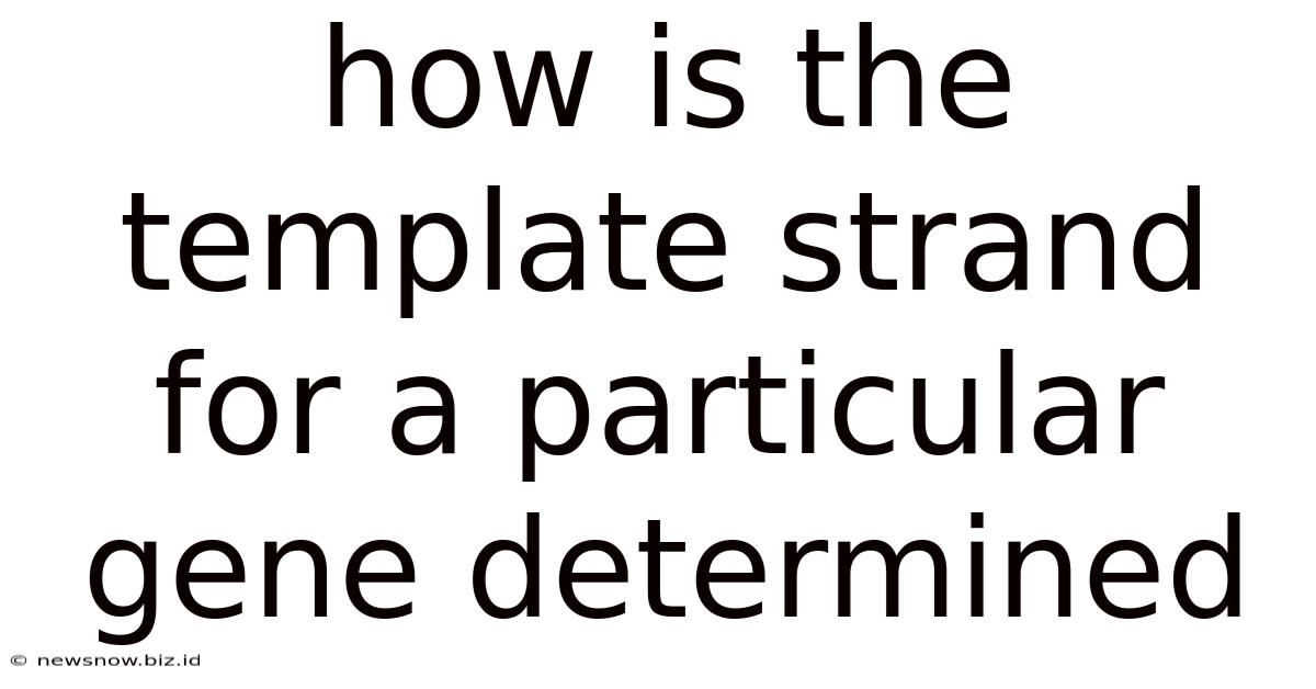 How Is The Template Strand For A Particular Gene Determined