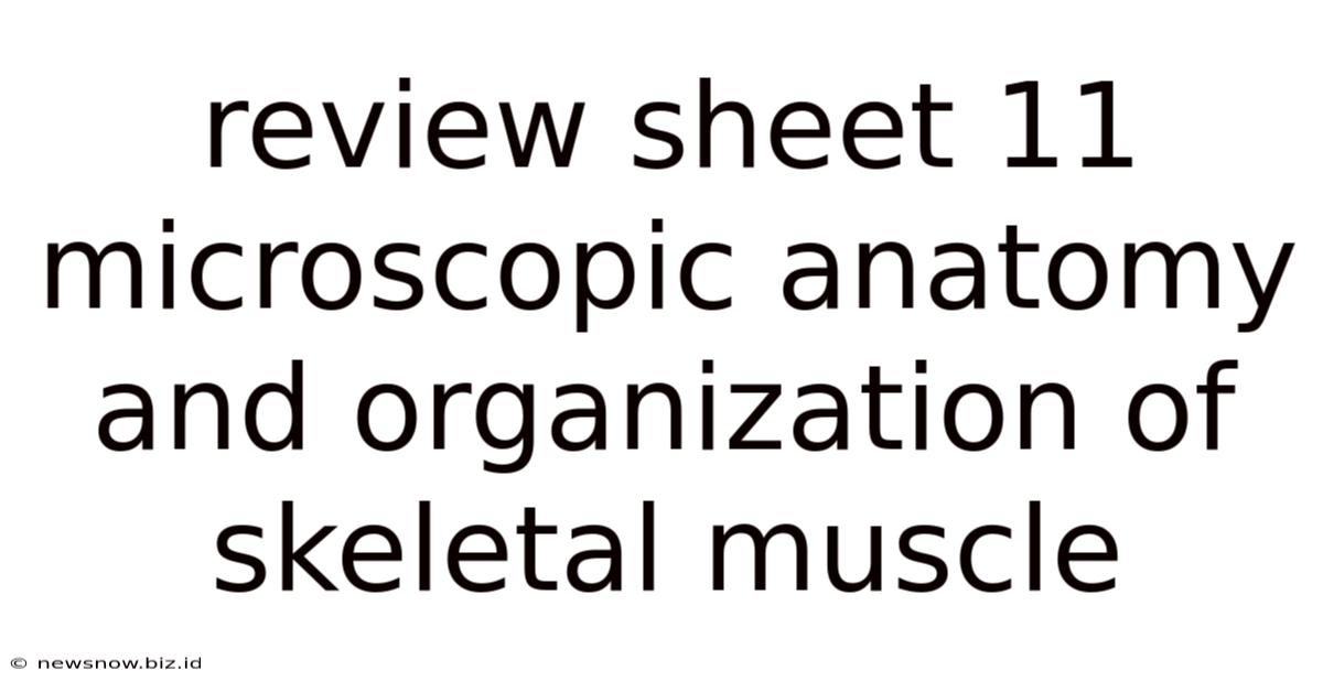 Review Sheet 11 Microscopic Anatomy And Organization Of Skeletal Muscle