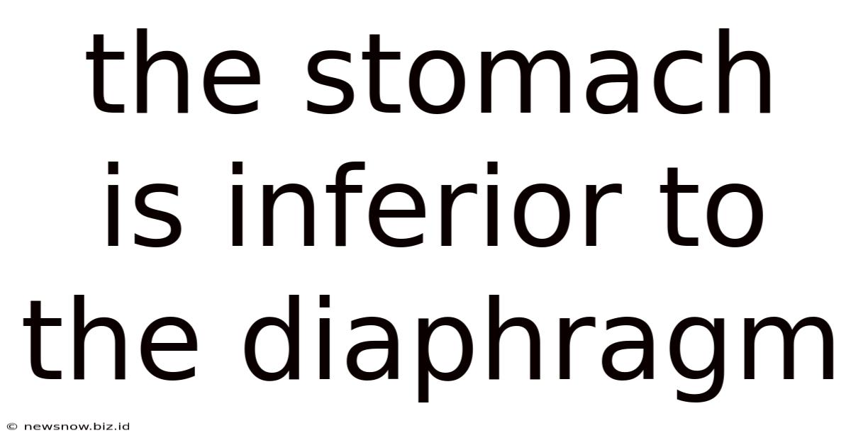 The Stomach Is Inferior To The Diaphragm