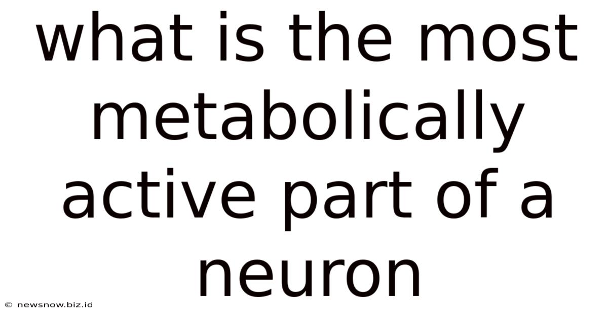 What Is The Most Metabolically Active Part Of A Neuron