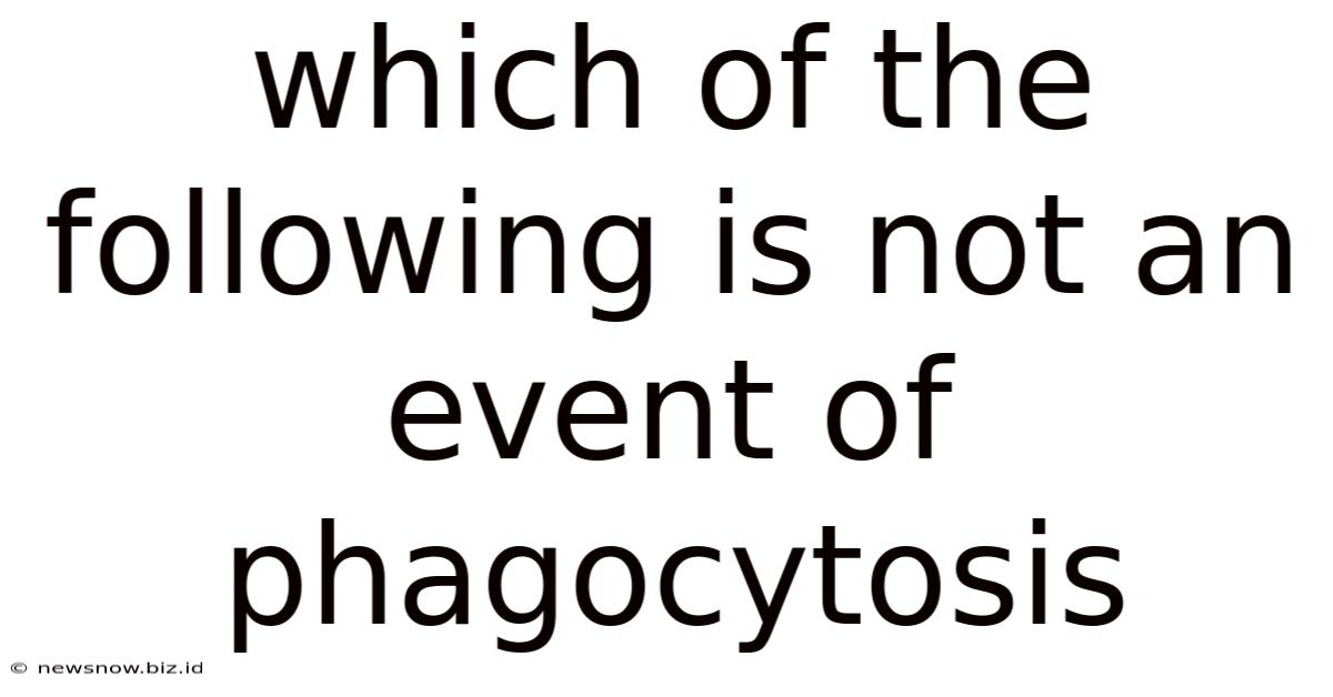 Which Of The Following Is Not An Event Of Phagocytosis