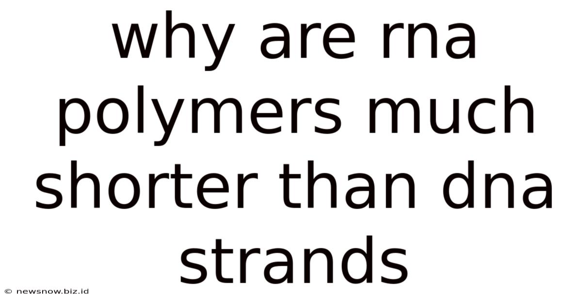 Why Are Rna Polymers Much Shorter Than Dna Strands