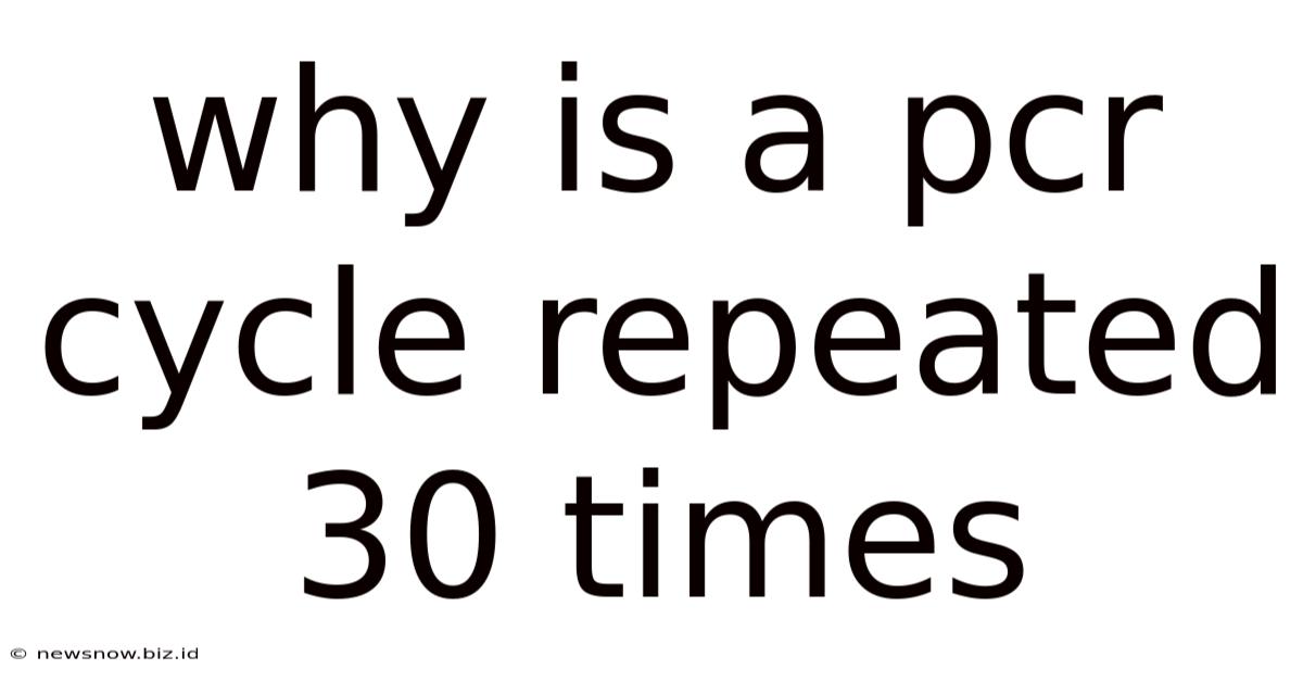 Why Is A Pcr Cycle Repeated 30 Times