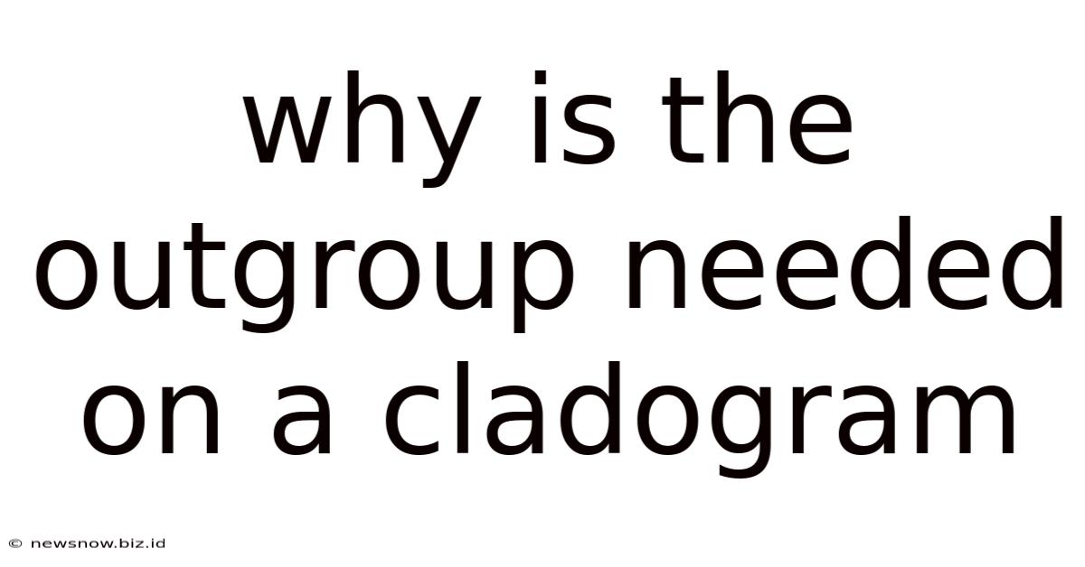 Why Is The Outgroup Needed On A Cladogram